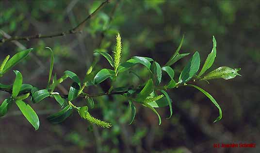 Mandelbl&auml;ttrige Weide